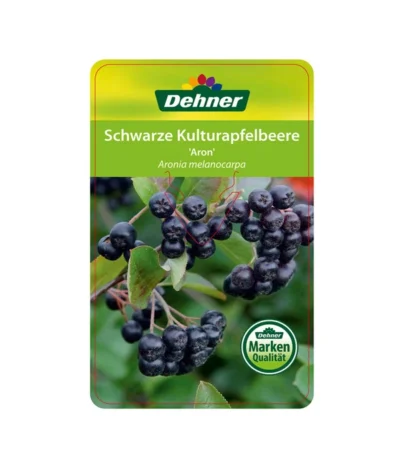 Apfelbeere, Aronia 'Aron' 10 Apfelbeere, Aronia 'Aron' -Haus Pflanzen Welt 00000000 Aronia melanocarpa Aron 2016 1