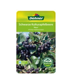 Apfelbeere, Aronia 'Nero' -Haus Pflanzen Welt 00000000 Aronia melanocarpa Nero 2016 1