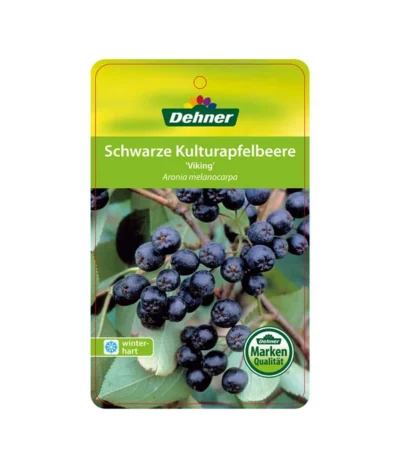 Apfelbeere, Aronia 'Viking' -Haus Pflanzen Welt 00000000 Aronia melanocarpa Viking 2016 1