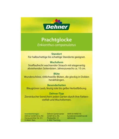 Prachtglocke 8 Prachtglocke -Haus Pflanzen Welt 00000000 Enkianthus campanulatus 2016 2
