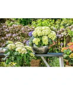 Dehner Keramik-Topf Bavaria, Bauchig -Haus Pflanzen Welt 167510 167544 167643 WE MO 001 KeramikPflanztopfBavariaglasiert