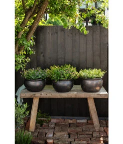 Dehner Keramik-Topf Bavaria, Bauchig -Haus Pflanzen Welt 167510 167544 167643 WE MO 006 KeramikPflanztopfBavariaglasiert