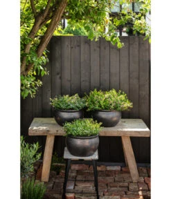 Dehner Keramik-Topf Bavaria, Bauchig -Haus Pflanzen Welt 167510 167544 167643 WE MO 007 KeramikPflanztopfBavariaglasiert