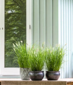 Dehner Keramik-Topf Bavaria, Bauchig -Haus Pflanzen Welt 167510 167544 167643 WE MO 009 KeramikPflanztopfBavariaglasiert