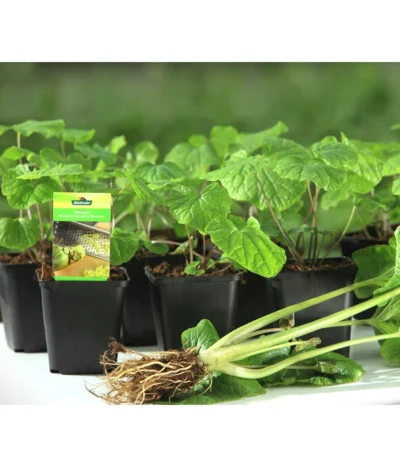 Wasabi 15 Wasabi -Haus Pflanzen Welt 20120718 WE MO 001 Wasabi Gs kleine Planzen 03