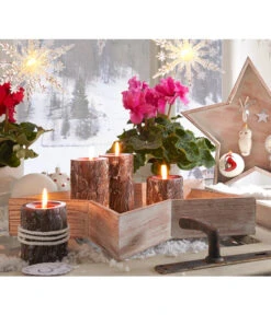 Alpenveilchen, Gefranst -Haus Pflanzen Welt 20150914 WE MO 023 Weihnachtsshooting 2015