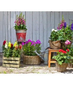 Garten-Löwenmäulchen, Verschiedene Farben 16 Garten-Löwenmäulchen, Verschiedene Farben -Haus Pflanzen Welt 20170622 8822470 8813032 8821035 8803926 8821050 WE MO 001 Bauerngarten