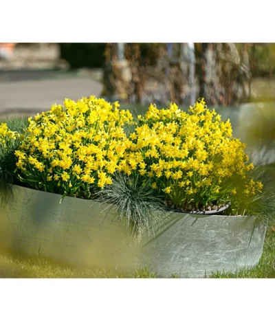 Narzissen 'Tête à Tête' In Seil-Korb, Ca. Ø26/H20 Cm -Haus Pflanzen Welt 20180403 WE MO 010 FruehlingSG