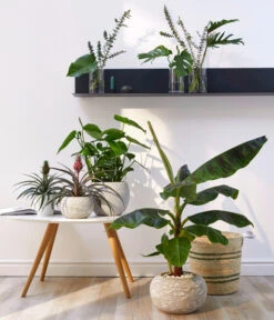 Banane 'Dwarf Cavendish' -Haus Pflanzen Welt 20180423 WE MO 002 AnanasMusaGC11