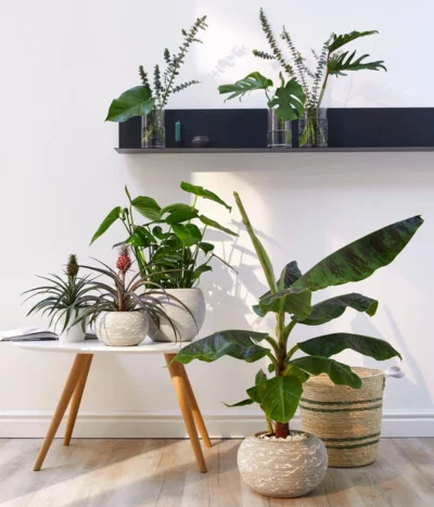 Banane 'Dwarf Cavendish' 9 Banane 'Dwarf Cavendish' -Haus Pflanzen Welt 20180423 WE MO 002 AnanasMusaGC11