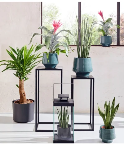 Bogenhanf - Sansevieria Cylindrica 'Mikado' -Haus Pflanzen Welt 20180515 PR MO 001 AechmeaSansevieriaBL15