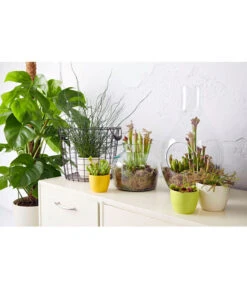 Liebeslocke - Juncis Effusus -Haus Pflanzen Welt 20180515 PR MO 001 CarnivorenBL15