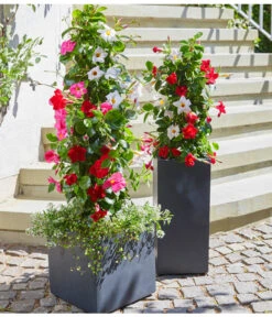 Dipladenien-Duo, Pyramide -Haus Pflanzen Welt 20180515 PR MO 004 DipladeniaBL05