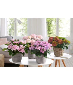 Hortensie 'Schloss Wackerbarth' 9 Hortensie 'Schloss Wackerbarth' -Haus Pflanzen Welt 20180522 PR MO 002 HortensienPremium 1