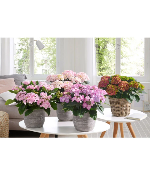 Hortensie 'Schloss Wackerbarth' 5 Hortensie 'Schloss Wackerbarth' – Bild 3