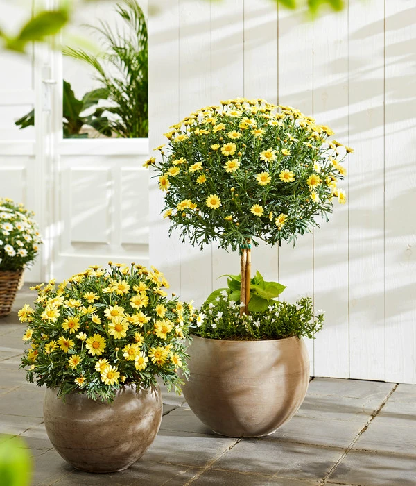 Margerite, Stämmchen, Verschiedene Farben 4 Margerite, Stämmchen, Verschiedene Farben – Bild 2