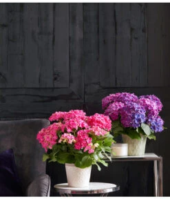 Hortensie - Hydrangea Macrophylla 'Curly Wurly' -Haus Pflanzen Welt 20180525 PR MO 003 HortensienCurly