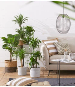 Drachenbaum - Dracaena Deremensis 'White Stripe' 7 Drachenbaum - Dracaena Deremensis 'White Stripe' -Haus Pflanzen Welt 20180604 PR MO 002 Staemme