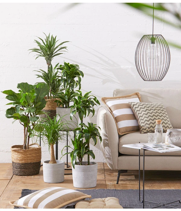 Drachenbaum - Dracaena Deremensis 'White Stripe' 4 Drachenbaum - Dracaena Deremensis 'White Stripe' – Bild 2