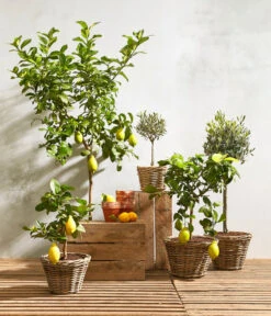 Olive, Ministamm -Haus Pflanzen Welt 20180919 PR MO 001 citrusT18