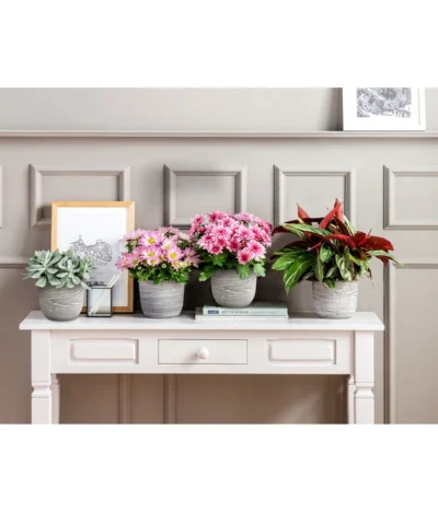 Kreuzkraut - Senecio Cephalophorus 10 Kreuzkraut - Senecio Cephalophorus -Haus Pflanzen Welt 20181002 PR MO 001 Chrysanthemen BL18