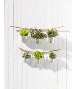 Dehner Gourmet Garten Salbei -Haus Pflanzen Welt 20181011 PR MO 003 Kraeuter 04 1