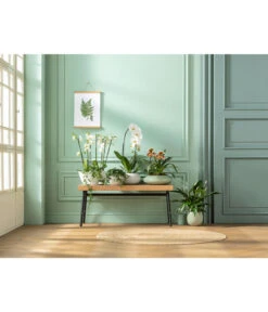 Schmetterlingsorchidee - Phalaenopsis Cultivaris 'Cascade' -Haus Pflanzen Welt 20181115 PR MO 001 Orchideen GC01 01