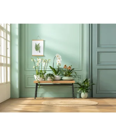 Schmetterlingsorchidee - Phalaenopsis Cultivaris 'Cascade' -Haus Pflanzen Welt 20181115 PR MO 001 Orchideen GC01 01