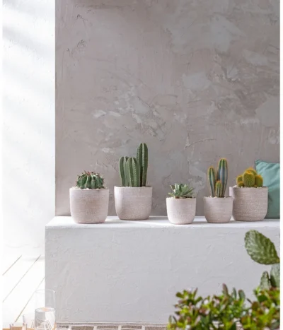 Agave 'Cuba' - Agave, Verschiedene Sorten 14 Agave 'Cuba' - Agave, Verschiedene Sorten -Haus Pflanzen Welt 20190301 PR MO 001 Kakteen und Succulenten 01