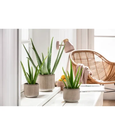 Echte Aloe-Set - Aloe Vera -Haus Pflanzen Welt 201904010 PR MO 01 Aloe GC15
