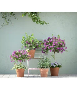 Kreuzblume, Stämmchen 10 Kreuzblume, Stämmchen -Haus Pflanzen Welt 20190418 PR MO 01 KuebelpflanzenPolygalaEucalyptus GC05 01