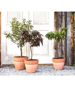 Zwergpfirsich 'Amber Pix Zee' -Haus Pflanzen Welt 20190626 WE MO 002 ZwergundSaeulenobst GC10 2020 2