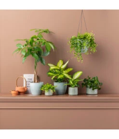 Dieffenbachie - Dieffenbachia Maculata 'Camilla' 7 Dieffenbachie - Dieffenbachia Maculata 'Camilla' -Haus Pflanzen Welt 20190704 PR MO 001 GruenplanzenFreshGreen GC02 2020