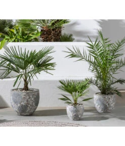 Hanfpalme -Haus Pflanzen Welt 20190912 WE MO 001 Palme