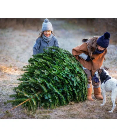 Nordmann-Tanne, Ca. 200-250 Cm, Gesägt 6 Nordmann-Tanne, Ca. 200-250 Cm, Gesägt -Haus Pflanzen Welt 20191205 8995748 WE MO 001 Weihnachtsbaeume