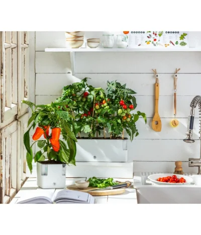 Pick-a-Tom® Cocktailtomate Mit Früchten, Rot -Haus Pflanzen Welt 20200604 WE MO 001 IndoorTomatePaprika 2021 GC11 1