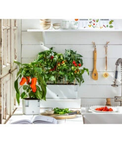 Pick-a-Pep® Paprika, Rot -Haus Pflanzen Welt 20200604 WE MO 001 IndoorTomatePaprika 2021 GC11