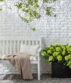 Rispen-Hortensie 'Little Lime®' 8 Rispen-Hortensie 'Little Lime®' -Haus Pflanzen Welt 20200610 77224686 WE MO 002 Hortensie 2021 GC09 01