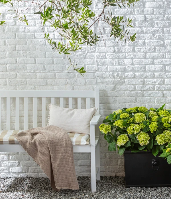 Rispen-Hortensie 'Little Lime®' 5 Rispen-Hortensie 'Little Lime®' – Bild 3