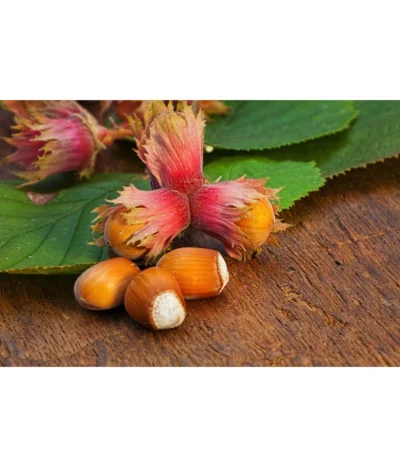 Dehner Haselnuss 'Rote Zellernuss' 11 Dehner Haselnuss 'Rote Zellernuss' -Haus Pflanzen Welt 20200701 PR MO RoteZellernuss 32927418 123rf