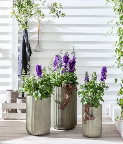 Rittersporn, Verschiedene Farben 22 Rittersporn, Verschiedene Farben -Haus Pflanzen Welt 20200709 WE MO 001 Rittersporn 2021 GC12