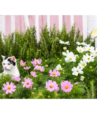 Schmuckkörbchen, Verschiedene Farben -Haus Pflanzen Welt 20200716 8811192 WE MO 001 CosmosBipinnatusCosmea 2021 GC13