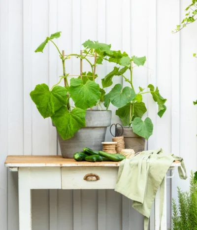 Mini Schlangengurke -Haus Pflanzen Welt 20200717 8842643 WE MO 002 CucurbitaePepoZucchiniGruen 2021 GC13 01