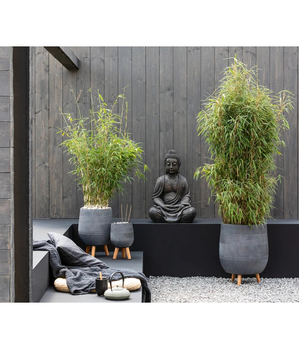 Schirmbambus 4 Schirmbambus – Bild 2