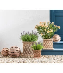 Lavendel -Haus Pflanzen Welt 20200722 WE MO 001 LavandulaAngustifolia 2021 GC11