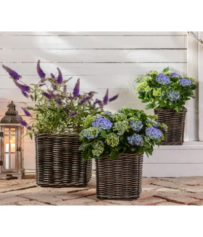 Sommerflieder 'Black Knight' -Haus Pflanzen Welt 20200729 7078975 WE MO 002 HortensienBuddleja