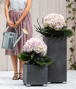 Bauern-Hortensie 'Avantgarde', Blau -Haus Pflanzen Welt 20210415 7220155 WE MO 001 HortensieAvantgarde BL08 2022 04