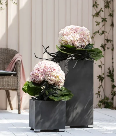 Bauern-Hortensie 'Avantgarde' 10 Bauern-Hortensie 'Avantgarde' -Haus Pflanzen Welt 20210415 WE MO 001 HortensieAvantgarde BL08 2022 01