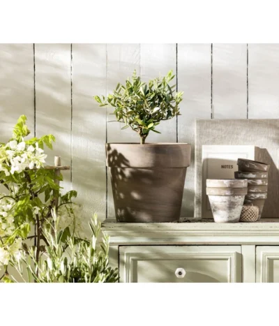 Olive, Busch -Haus Pflanzen Welt 20210421 PR MO 001 Olive Obstkonzept 2022