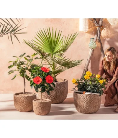 Zimmerhibiskus - Hibiscus Rosa-sinensis, Verschiedene Sorten -Haus Pflanzen Welt 20210520 WE MO 001 Orientalisch